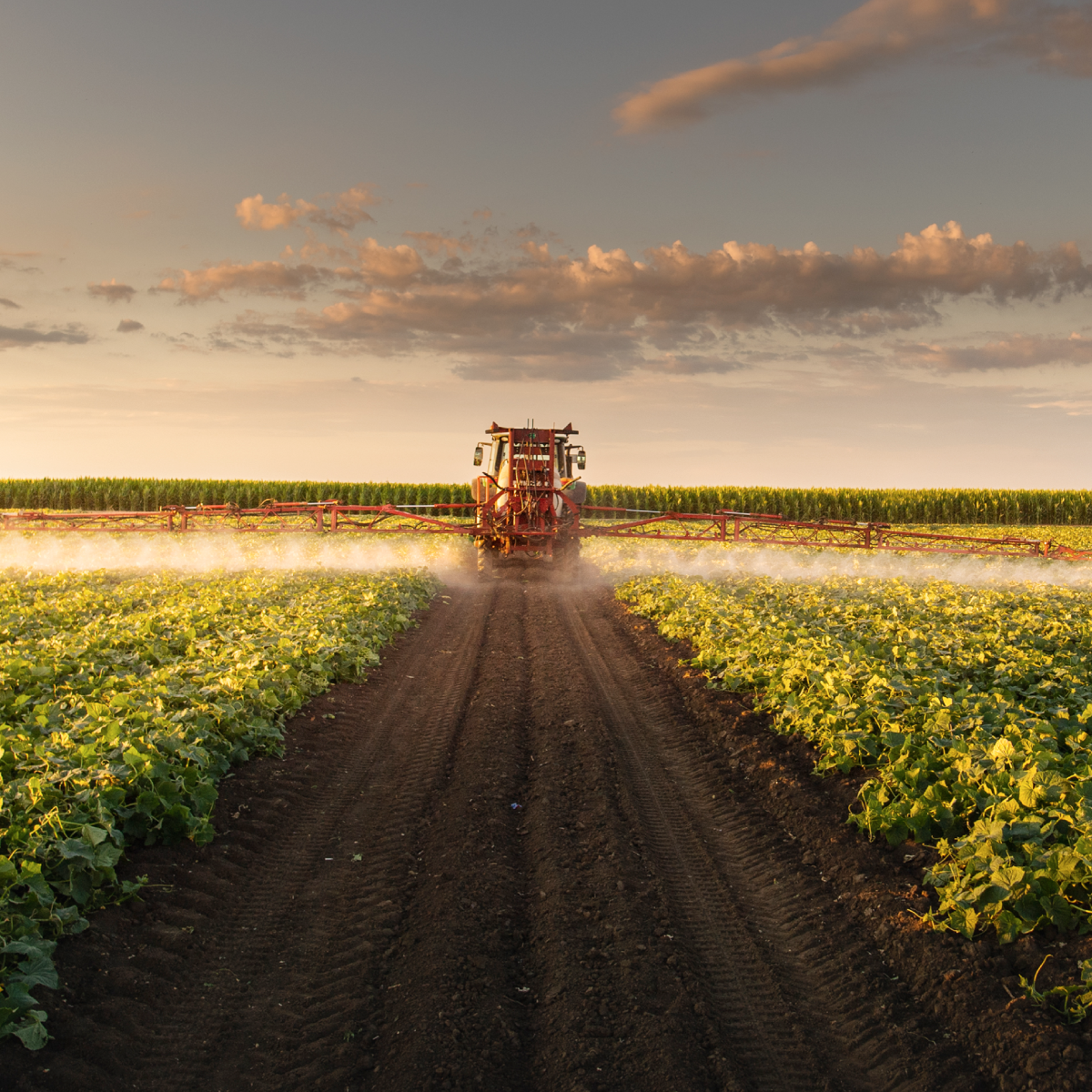 Tractor spaying the field and silage tarps.